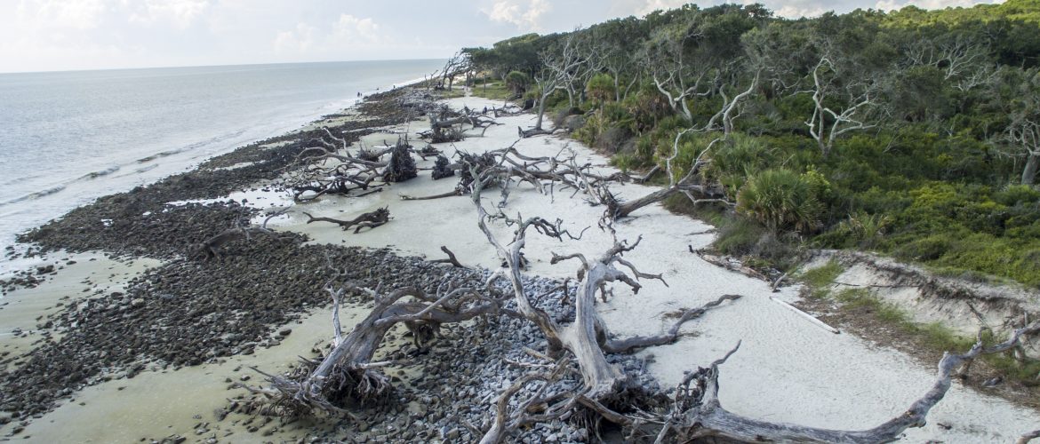 Jekyll Island Driftwood Beach