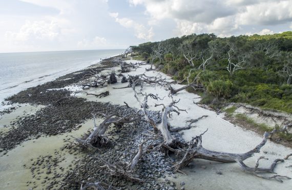 Jekyll Island Driftwood Beach