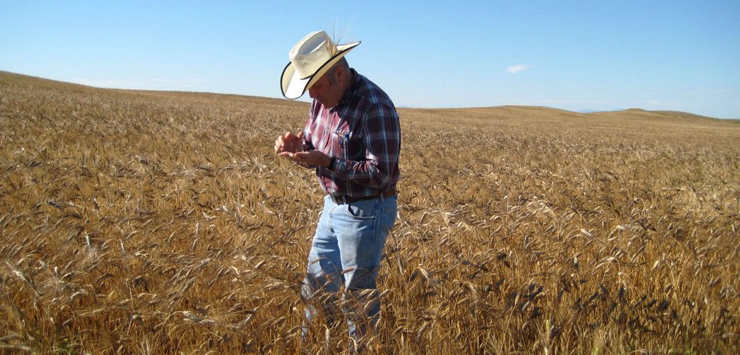 Organic Farmer Bob Quinn