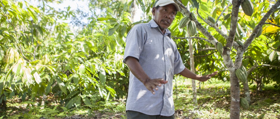 Cacao Farm Tour