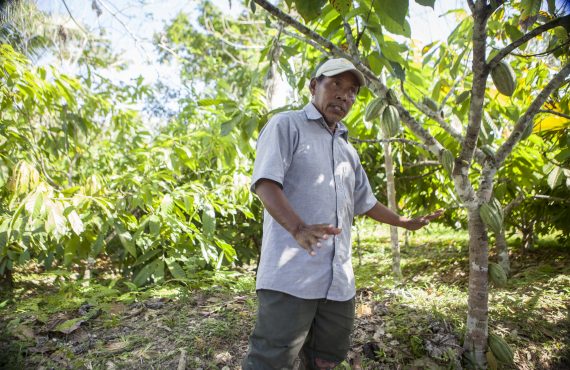 Cacao Farm Tour