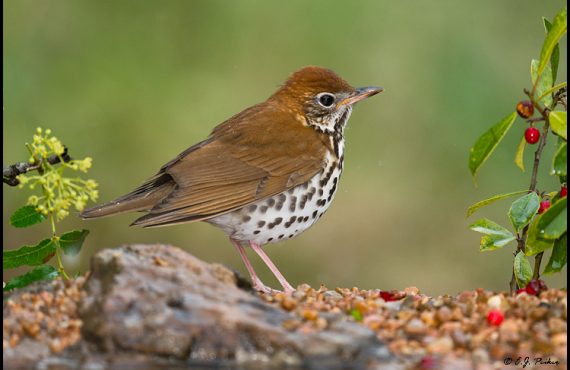 Audubon Wood Thrush