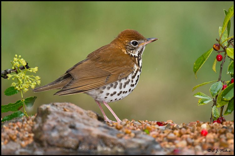 Audubon Wood Thrush